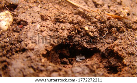 ant.
Ant eggs.
white eggs of ant hidden in the soil In the middle of the picture
house of ants
ants in their natural habitat 
soil texture
clods of land, sand, small stones
macro photo
insects, insect