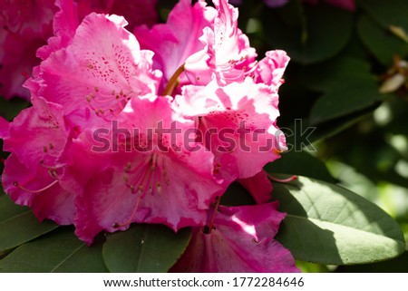 Beautiful pink flowers of the rhododendron