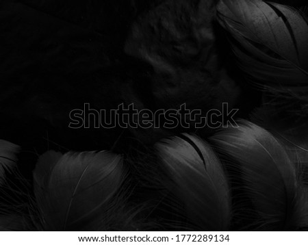 Beautiful abstract white feathers on black background and soft black feather texture on white pattern and light background, gray feather background, grey banners