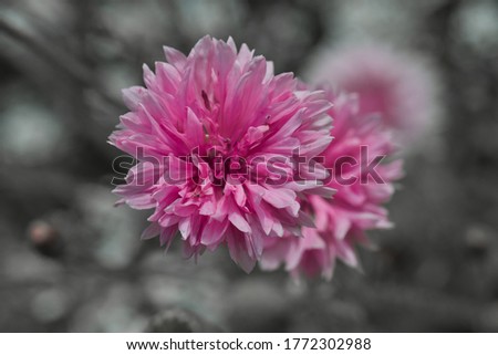 Pink cornflower photo made outside in Weert the Netherlands on 7 July 2020 