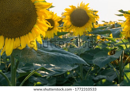 Sunflower natural background. Field of blooming sunflowers. 
