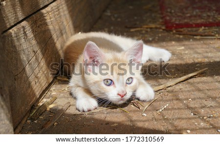 Small red kitten portrayed on the farm.