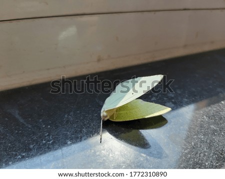 Picture of a butterfly taken in closeup view