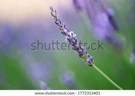 Macro picture of blooming lavender flower