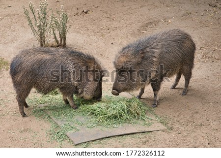 A closeup shot of peccary pigs eating grass in a zoo during daylight