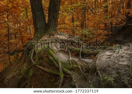 forest autumn landscape with a tree on the edge of a cliff