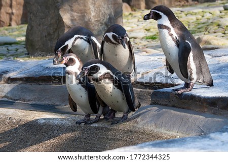 
A group of wild penguins stand by the water on a rock during the day