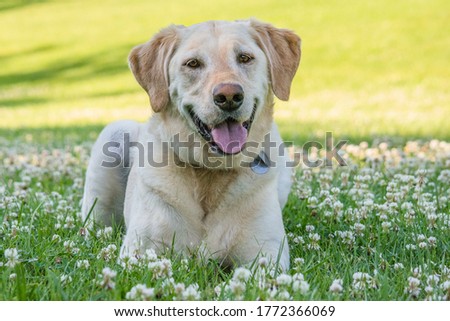 A beautiful yellow Labrador retriever lies in the grass.