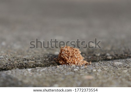 Ants hill in cement floor.