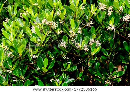 white flower of Mangrove(Kandelia obovata).