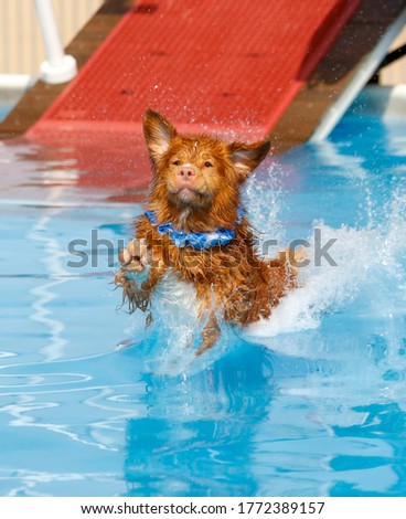 Nova Scotia Duck Toller landing in the pool at a dock diving event while wearing a blue lei