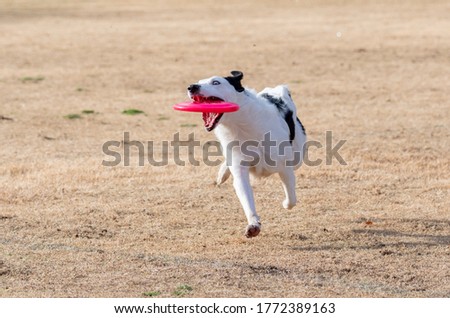 Border collie playing toss and fetch on the winter grass and catching a pink disc