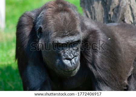 
wild black big gorilla on green grass in the park during the day