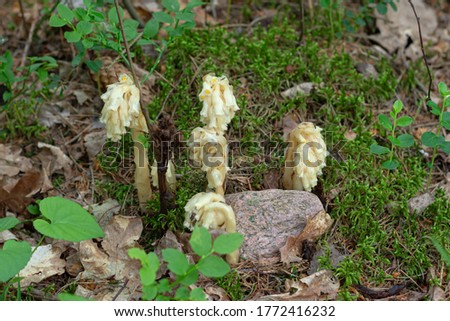 Hypopitys, monotropa, is a species of dicotyledonous plants of the genus Monotropa of the Ericaceae family. selective focus Royalty-Free Stock Photo #1772416232