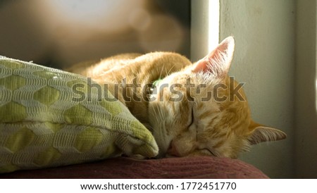 Orange cat basking in bed