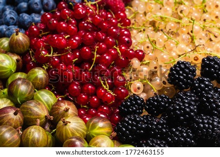 Gooseberries, blueberries, mulberry, raspberries, white and red currants background. 