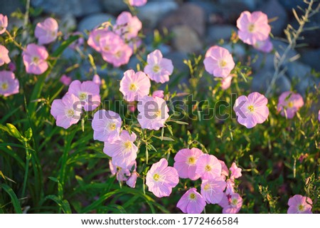 A collection of pink and purple pansies surrounded by green foliage lit by golden light alongside a wetlands trail in Nevada