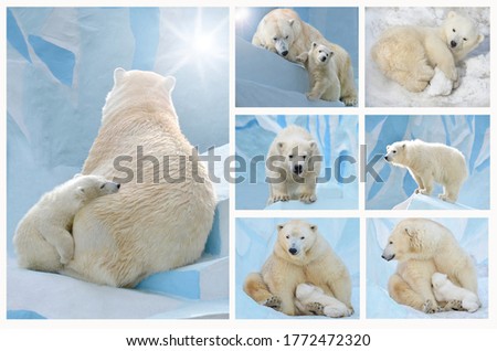 Collage of photos of polar bears.
