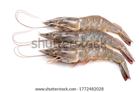 Banana prawn or shrimp isolated on white background, White shrimp isolated on white background Royalty-Free Stock Photo #1772482028