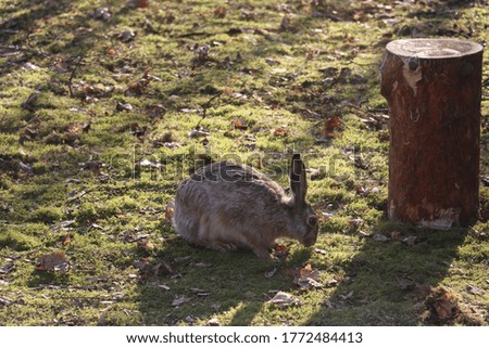 A photo of a wild rabbit/bunny in a yard