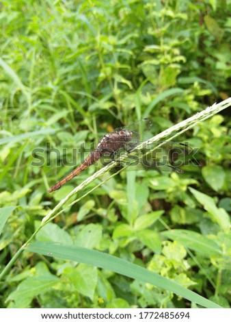 Dragonfly natural picture Kerala india	