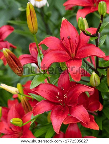 Lilies with red flowers in the form of stars and buds on a background of bright green leaves. Royalty-Free Stock Photo #1772505827