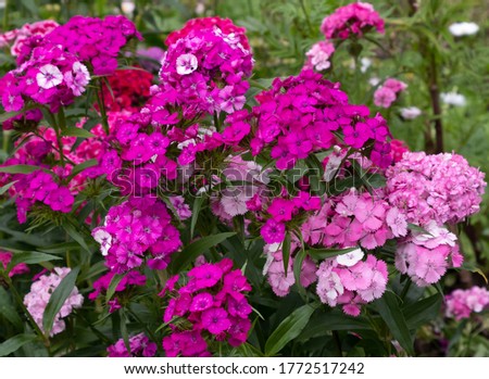 Turkish carnation or barbatus, light and dark pink flowers among the greenery. Royalty-Free Stock Photo #1772517242