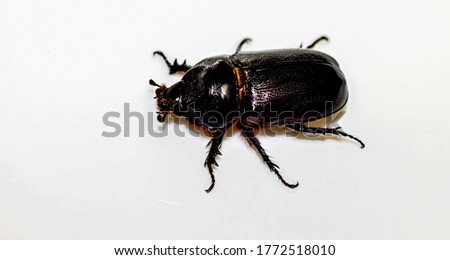Picture blur of brown beetle on a white background.