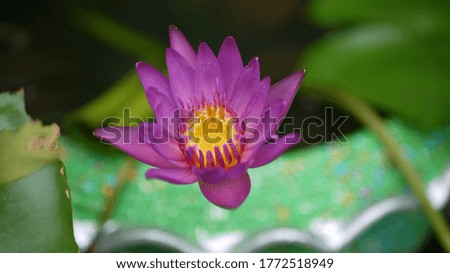 Lotus is show your pure heart