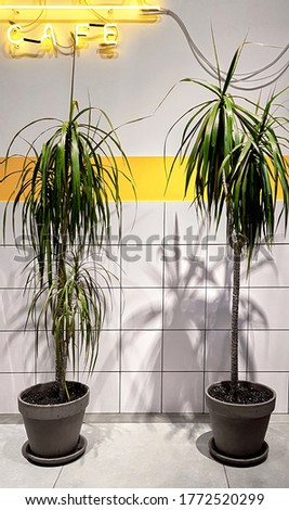 Restaurant and Cafe interior modern style design. Decorative plants palms in a pot, neon sign. Ceramic wall