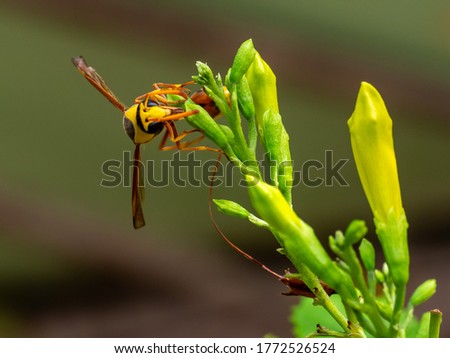 macro picture of a wasp on yellow flower buds.