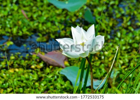 The bloom of a beautiful white lotus flower with a yellow pollen in the green leaves in the lake