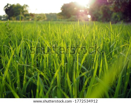 The green rice plants in the rice fields are growing, ready to yield.
Evening pictures There is a little sunshine.
Natural power concept.