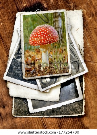 pile of old vintage photographs with on top a colorful image of a red toadstool /mushroom 