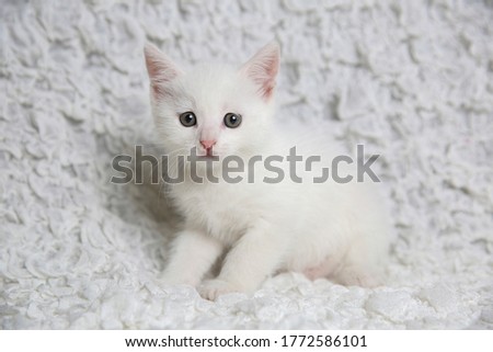 White young girl cat kitten resting on a white ruffled linen background. studio shot.