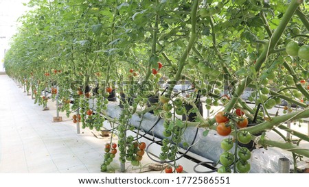 Cherry tomato cultivation with a hydroponic system Royalty-Free Stock Photo #1772586551