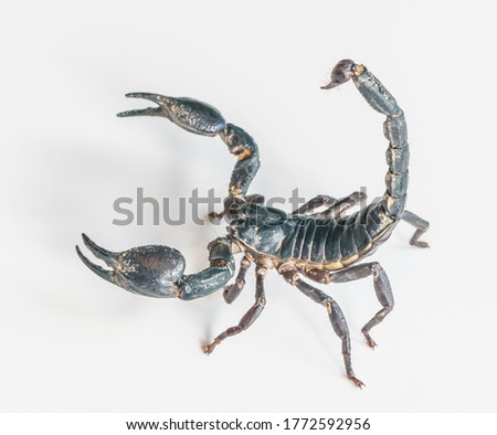 A  giant  forest  scorpion  ready  to  fight  on  white  background