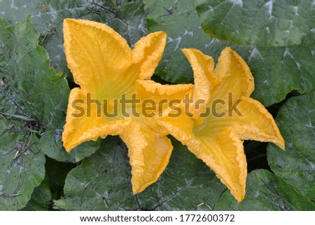 A pair of yellow pumpkin flowers in the garden on a bed