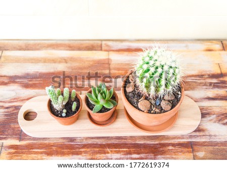 Succulent plant in a terracotta pot. Natural light. Plant home decoration. Copy space