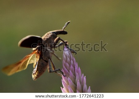 Short-nosed Snout Beetle Or weevil ready to flying