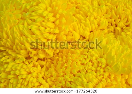 background of  yellow Chrysanthemum