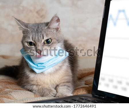 Funny furry gray cat in a protective mask protects itself from the virus during the epidemic looks at the graph on the laptop. Square