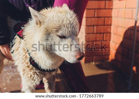 the dog washes under a shower, selective focus.