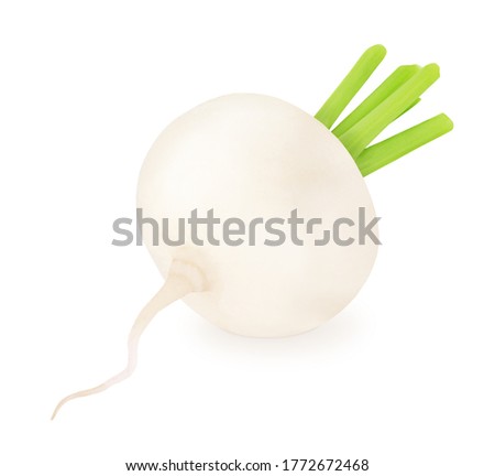 Fresh whole white turnip isolated on a white background. Clip art image for package design.