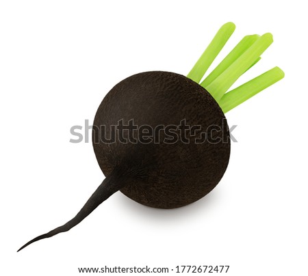 Fresh whole black radish isolated on a white background. Clip art image for package design.