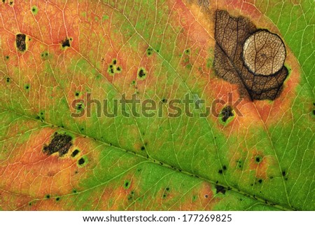 close up of autumn leaves 