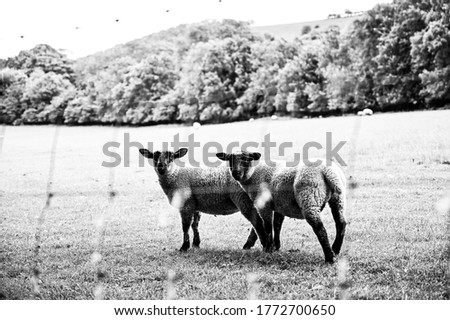 black and white picture of two baby sheep behind fence in British countryside