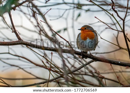Red robin sitting on a branch looking away 