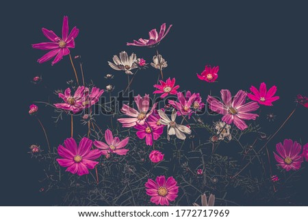 Purple flowers on a dark background. Low Key. Still Life Art Picture