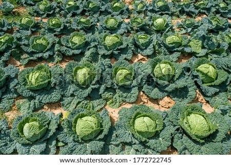 cabbage production in French Vexin